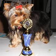 Yorkshire terrier Baltazar's Fie