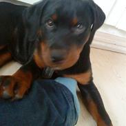 Rottweiler Jack