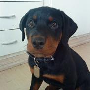 Rottweiler Jack
