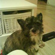 Blanding af racer Gizmo