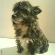 Blanding af racer Gizmo