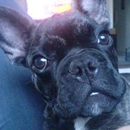 Fransk bulldog Ludwig *død* RIP