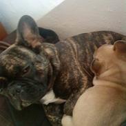 Fransk bulldog Ludwig *død* RIP