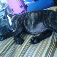 Fransk bulldog Ludwig *død* RIP