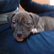 Amerikansk staffordshire terrier coco