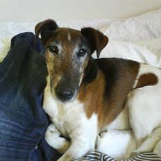 Glathåret foxterrier Ricko