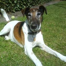 Glathåret foxterrier Ricko