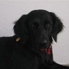 Labrador retriever Kasja