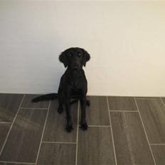 Labrador retriever Kasja