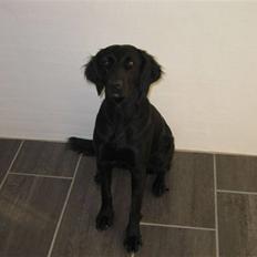 Labrador retriever Kasja