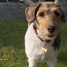 Blanding af racer Mille