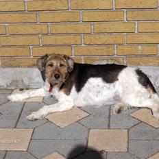 Blanding af racer Mille