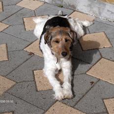 Blanding af racer Mille