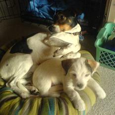 Dansk svensk gaardhund Nuggi