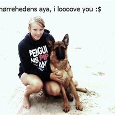 Schæferhund Nørreheden Aya