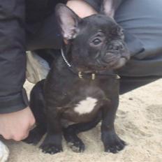 Fransk bulldog Zaggie