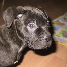 Amerikansk bulldog Aslan