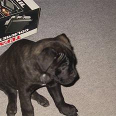 Amerikansk bulldog Aslan