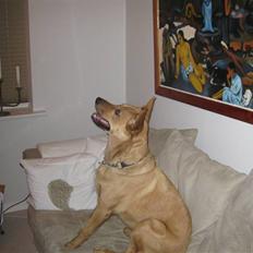 Blanding af racer Stella