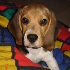 Beagle Balou