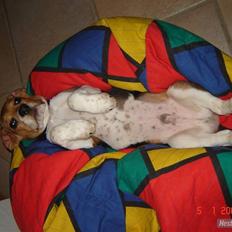 Beagle Balou