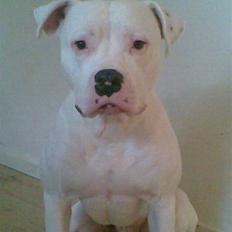 Amerikansk bulldog Plet