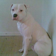 Amerikansk bulldog Plet