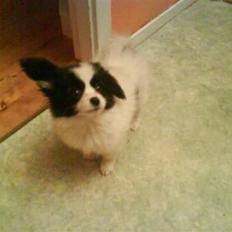 Phalene ¤Fifi-Viola¤