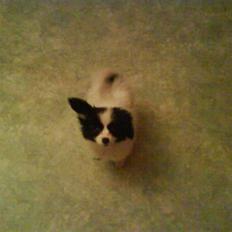 Phalene ¤Fifi-Viola¤