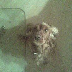 Cocker spaniel Lady