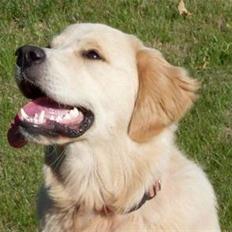 Golden retriever Joey