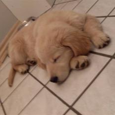 Golden retriever Joey