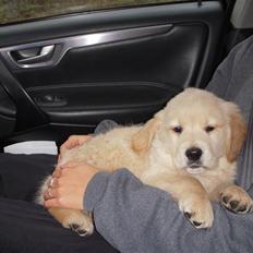 Golden retriever Joey