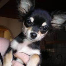 Chihuahua Faye (Loppe)