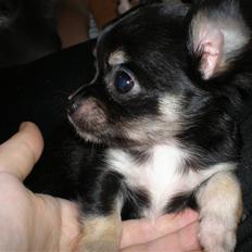 Chihuahua Faye (Loppe)