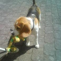 Beagle Molly 2 :)