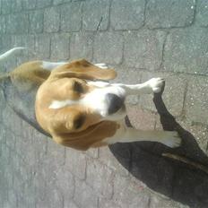 Beagle Molly 2 :)
