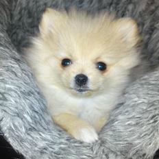 Pomeranian Tilde
