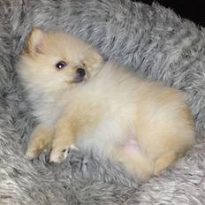 Pomeranian Tilde