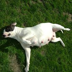 Amerikansk bulldog Topp´s Magic Fiona