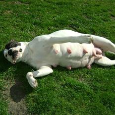 Amerikansk bulldog Topp´s Magic Fiona