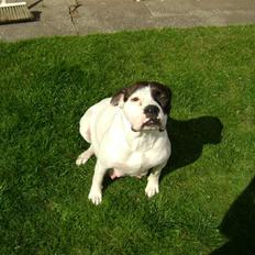 Amerikansk bulldog Topp´s Magic Fiona