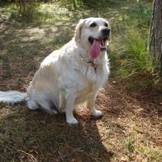 Golden retriever Nelly
