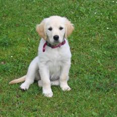 Golden retriever Nelly