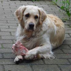 Golden retriever Nelly