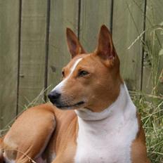 Basenji Fanta