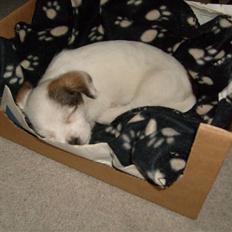 Blanding af racer Rossi