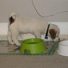 Blanding af racer Rossi