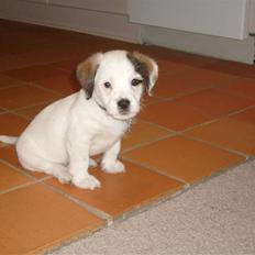 Blanding af racer Rossi