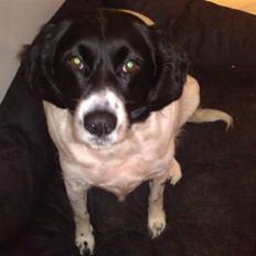 Blanding af racer Mille *En del af hjertet*